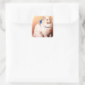 Vintage Katze mit Blue Bow Quadratischer Aufkleber (Tasche)