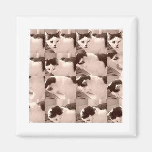 Vintage Katze/Schwarz/Weiß-Foto Magnet