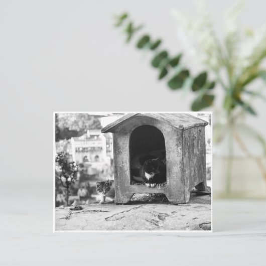 Vintage Katzen Postkarte (Stehend Vorderseite)