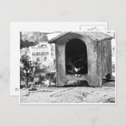 Vintage Katzen Postkarte (Vorne/Hinten)