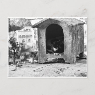 Vintage Katzen Postkarte