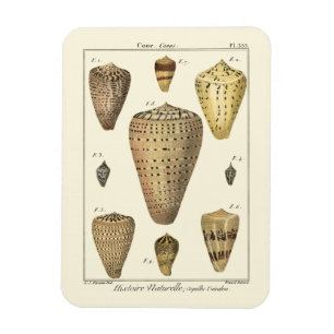 Vintage Kegelschnecken Magnet
