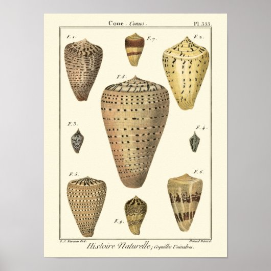 Vintage Kegelschnecken Poster (Vorne)