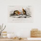 Vintage Kenguru-Illustration Poster (Küche)
