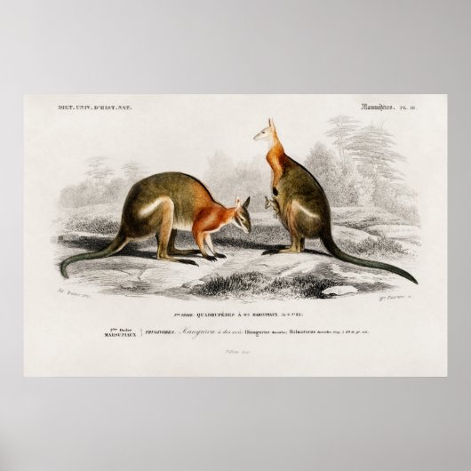 Vintage Kenguru-Illustration Poster (Vorne)