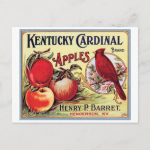 Vintage Kentucky Cardinal Äpfel, Henry P Barret, Postkarte