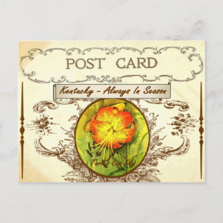 Vintage Kentucky State Flower Postkarte