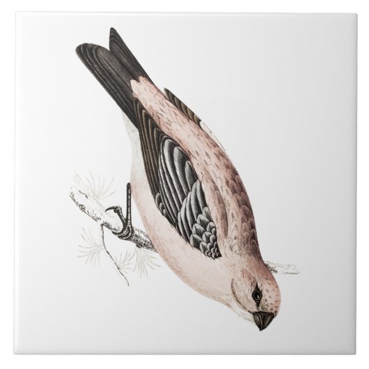 Vintage Kiefer Grossbeak Lied-Vogel-Illustration Fliese (Vorderseite)