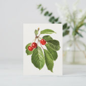 Vintage-Kirschfrucht-Aquarellmalerei Postkarte (Stehend Vorderseite)