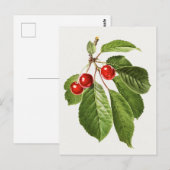 Vintage-Kirschfrucht-Aquarellmalerei Postkarte (Vorne/Hinten)