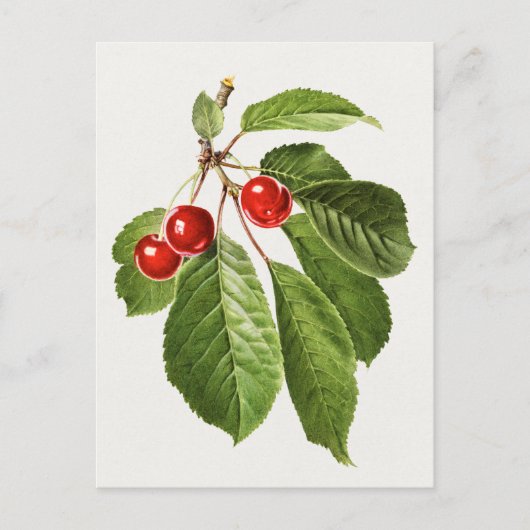 Vintage-Kirschfrucht-Aquarellmalerei Postkarte (Vorderseite)