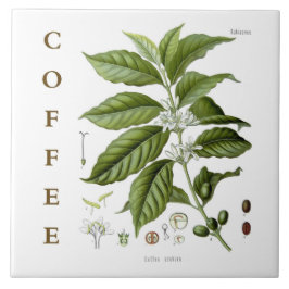 Vintage Kitchen Art: Coffee Plant & Flowers Fliese
