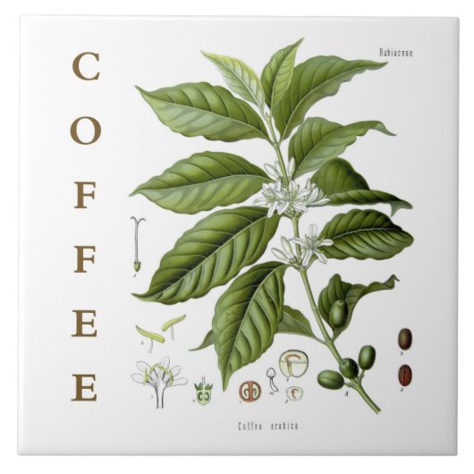 Vintage Kitchen Art: Coffee Plant & Flowers Fliese (Vorderseite)