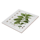 Vintage Kitchen Art: Coffee Plant & Flowers Fliese (Seite)