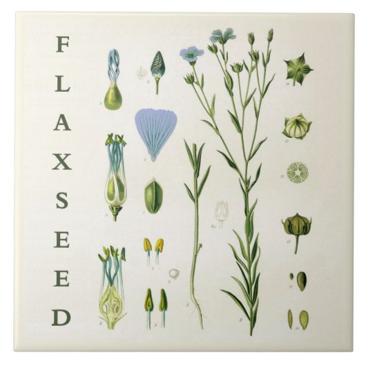 Vintage Kitchen Art: Flaxseed Linseed Flax Plant Fliese (Vorderseite)