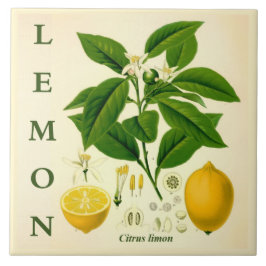 Vintage Kitchen Art: Lemon Citrus Tree flowers Fliese