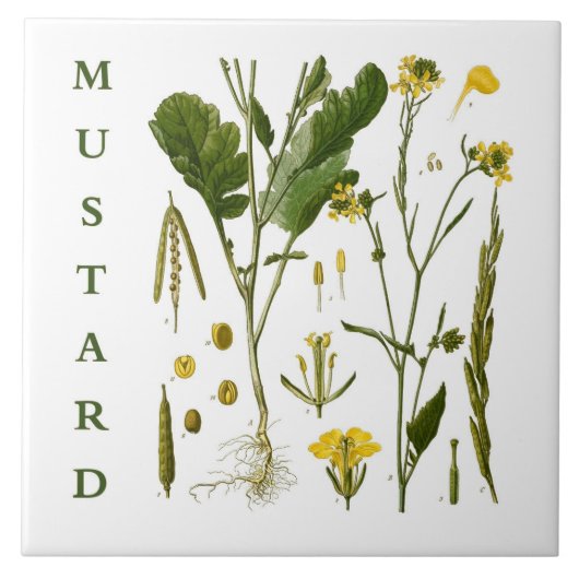 Vintage Kitchen Art: Mustard Herbs & Spices Plants Fliese (Vorderseite)