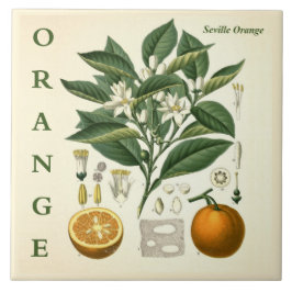 Vintage Kitchen Art: Orange Citrus Tree flowers Fliese