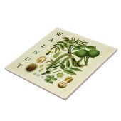 Vintage Kitchen Art: Walnut Nut Tree Leaves Fliese (Seite)