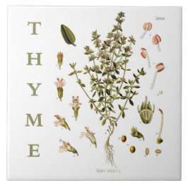 Vintage Kitchen Garden Thyme Herb plant flowers Fliese