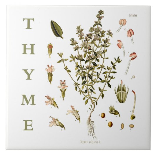 Vintage Kitchen Garden Thyme Herb plant flowers Fliese (Vorderseite)
