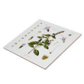 Vintage Kitchen: Peppermint mint plant flowers Fliese (Seite)