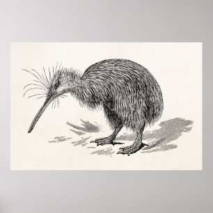 Vintage Kiwi-Vogel Antike Vögel Vorlage Poster
