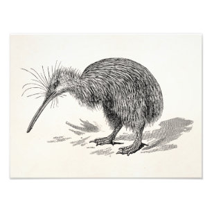 Vintage Kiwi-Vogel-Antiken-Vogel-Schablone Fotodruck