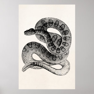 Vintage Klapperschlange Reptil Schlangen Vorlage Poster