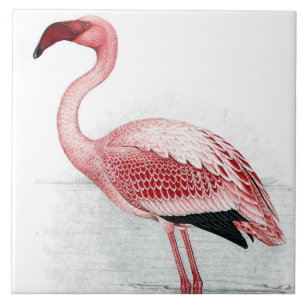 Vintage Kleiner Flamingo Claude Gibney Finch Davie Fliese