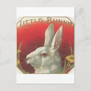 Vintage Kleiner Hase Kaninchen Postkarte
