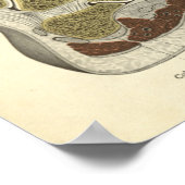 Vintage Knöchelanatomie Poster (Ecke)