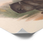 Vintage Koala Illustration Poster (Ecke)