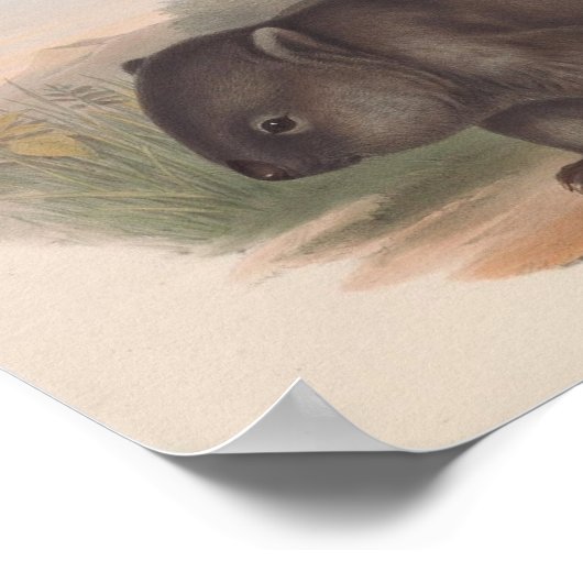 Vintage Koala Illustration Poster (Ecke)