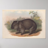 Vintage Koala Illustration Poster (Vorne)