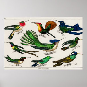 Vintage Kolibri-Abbildung Poster