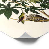 Vintage Kolibri-Abbildung Poster (Ecke)