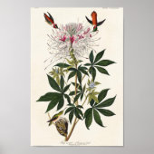 Vintage Kolibri-Abbildung Poster (Vorne)