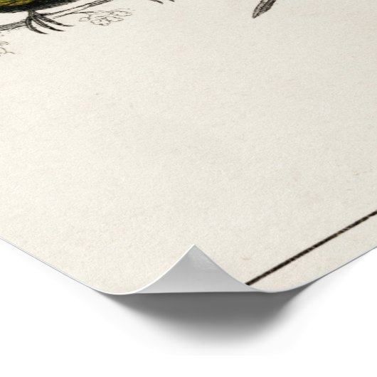 Vintage Kolibri-Abbildung Poster (Ecke)