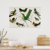 Vintage Kolibri-Abbildung Poster (Küche)