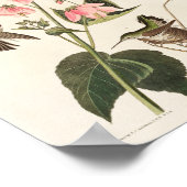 Vintage Kolibri-Abbildung Poster (Ecke)