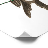 Vintage Kolibri-Abbildung Poster (Ecke)