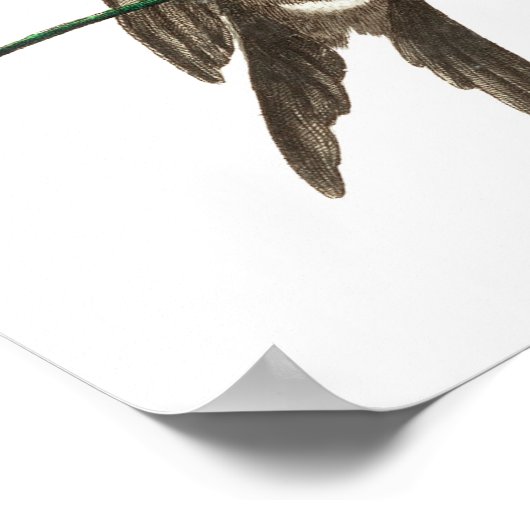 Vintage Kolibri-Abbildung Poster (Ecke)