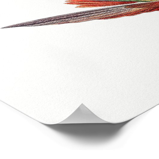 Vintage Kolibri-Abbildung Poster (Ecke)