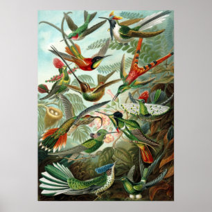 Vintage-Kolibri-Illustration Poster