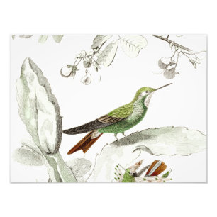 Vintage-Kolibri-Illustration - Vögel aus dem 19. J Fotodruck