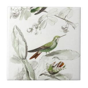 Vintage Kolibri-Illustration - Vögel des 19. Jahrh Fliese