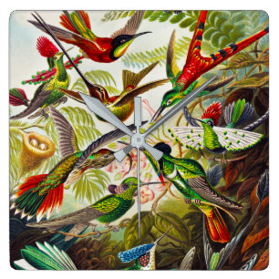 Vintage Kolibris von Ernst Haeckel Quadratische Wanduhr