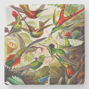 Vintage Kolibris von Ernst Haeckel Steinuntersetzer