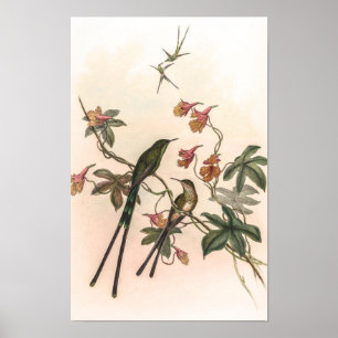 Vintage Kolibris von John Gould Poster